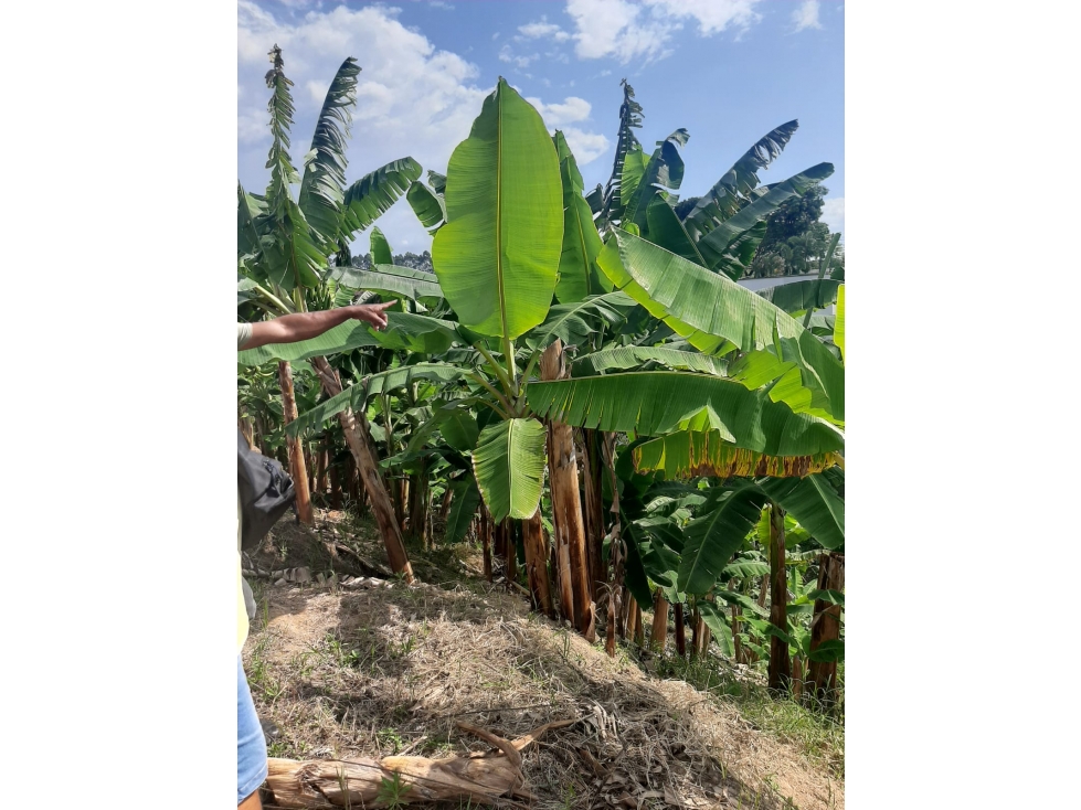 Vendo lote en Combia para construir casa Campestre — foto 4