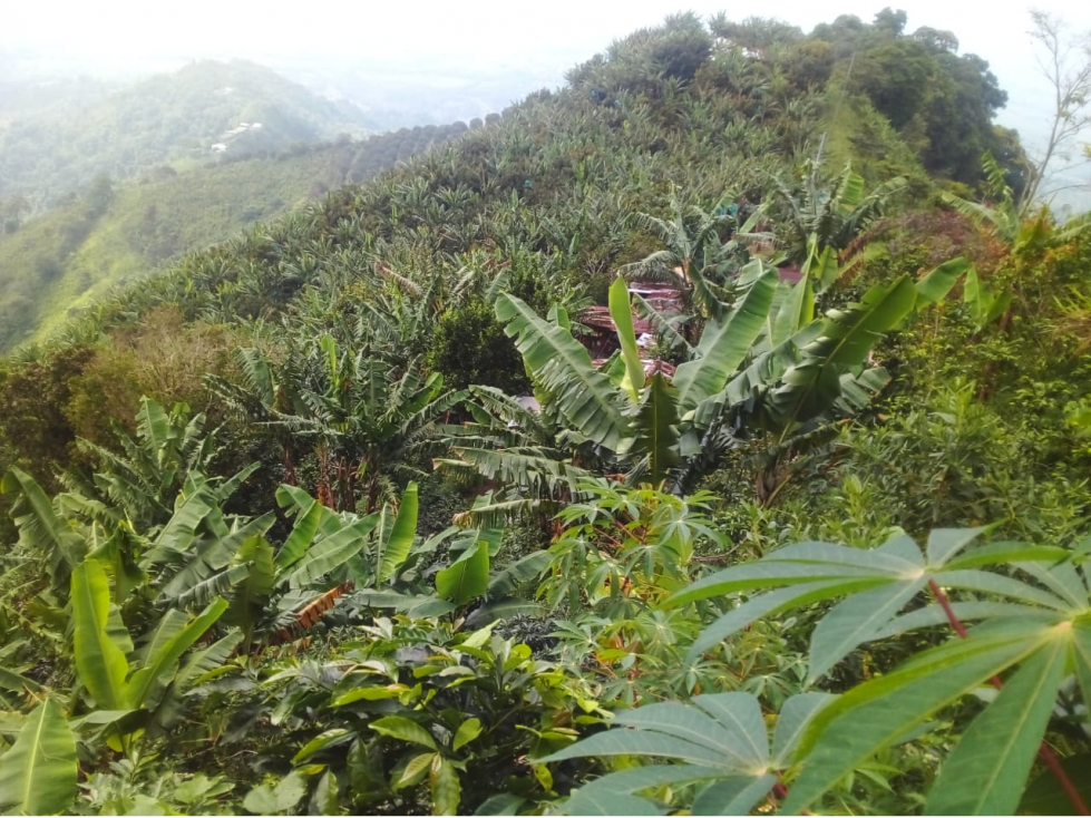 Vendo hermosa finca entre Apia y Viterbo cultivo de cafe y varios - 1