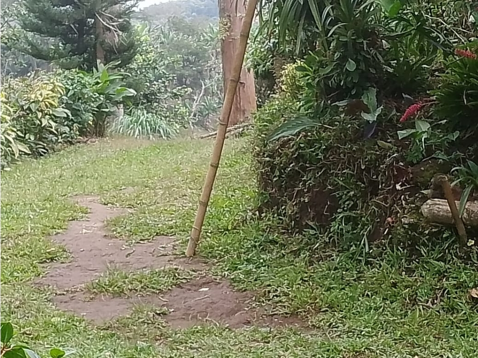 SE VENDE FINCA ENTRE SANTA ROSA Y CHINCHINA DE PLATANO Y CAFE — foto 4