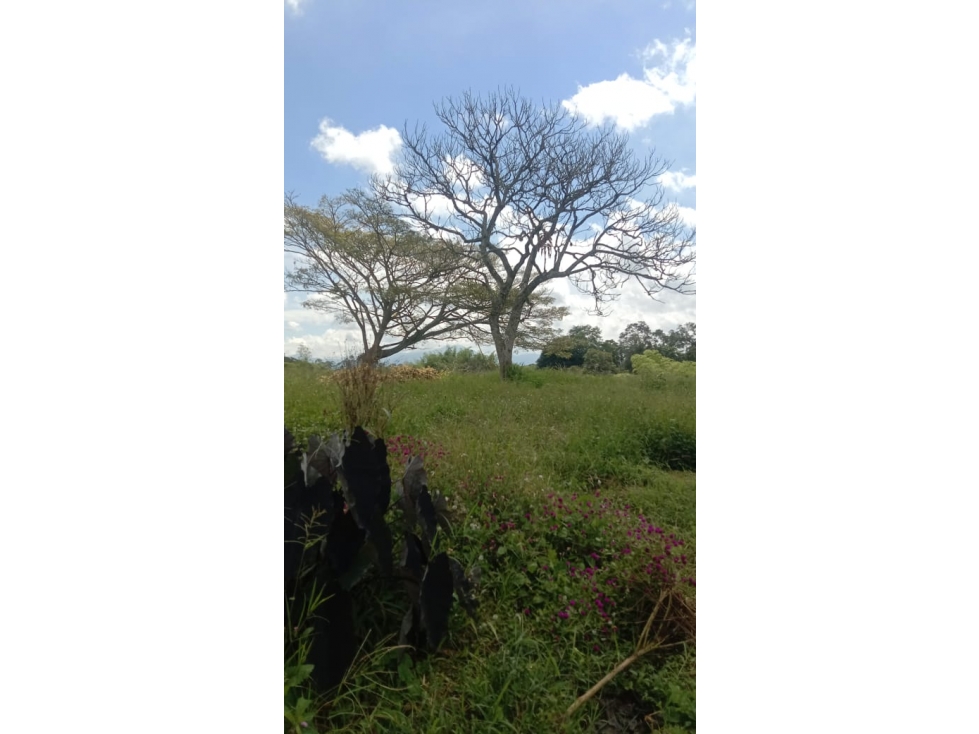 SE VENDE LOTE PALMILLA AREA DESDE 1500 M2 PARCELACION PUE ELECTRICA — foto 4
