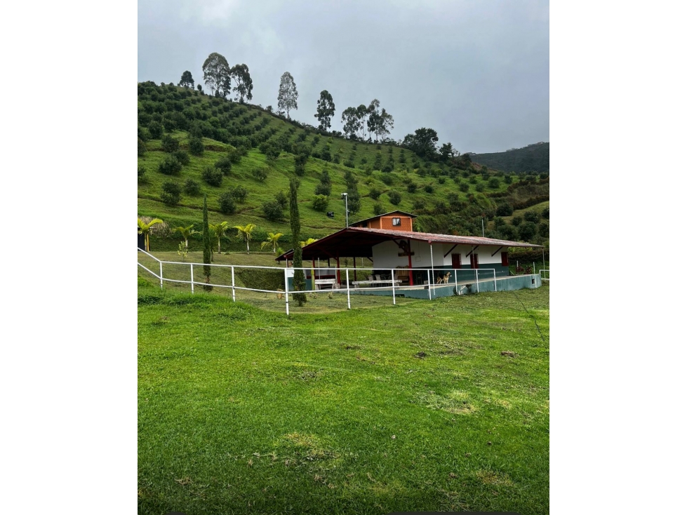 ESPECTACULAR FINCA EN LA FLORIDA CON AGUACATE Y POTREROS