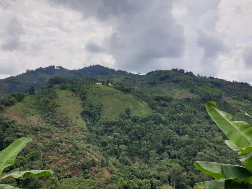 Se vende finca de 19 cuadras con casa típica en vía a Marsella - 3
