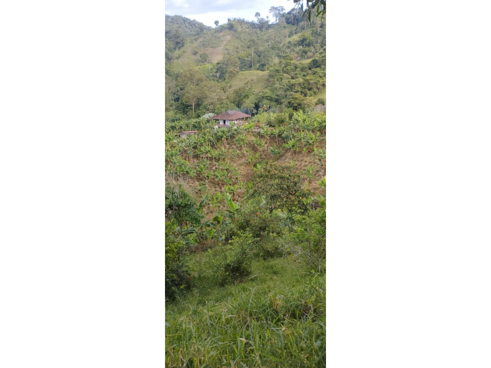 SE VENDE FINCA PRODUCTORA EN ANSERMA CALDAS 31 CUADRAS - 3