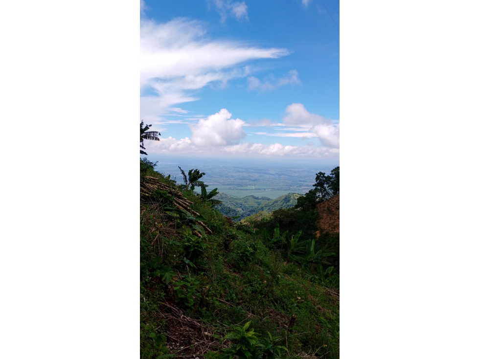 Venta de Finca Platanera y Cafetera en Balboa, Risaralda - 3