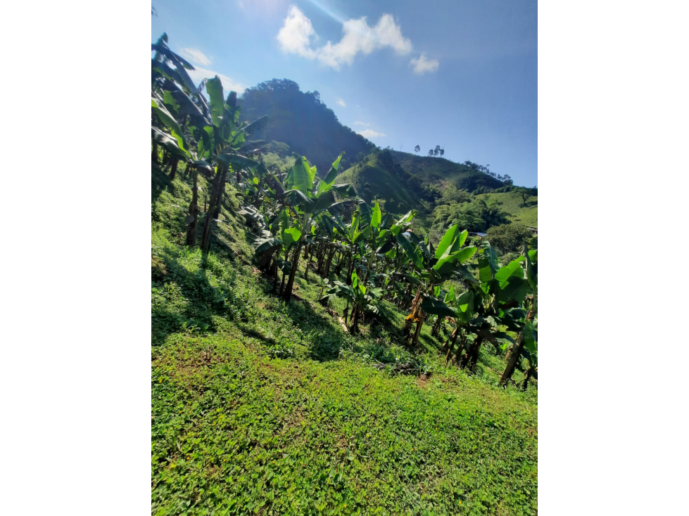 VENTA DE FINCA EN COMBIA — foto 3