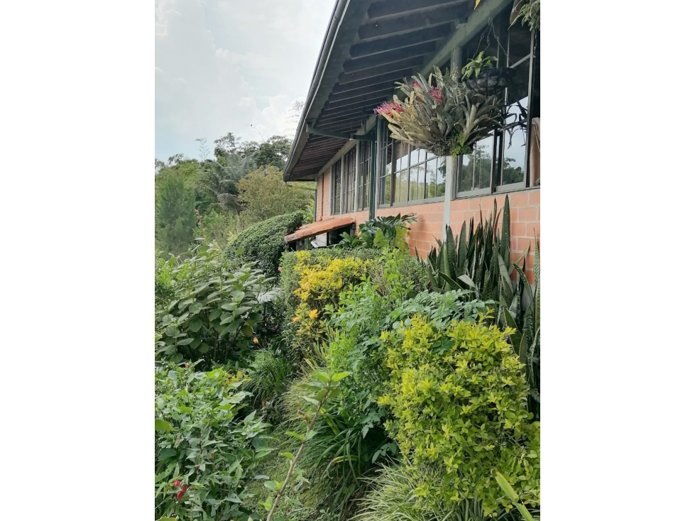 Se vende finca de cafÃ© organico en la zona cafetera de Risaralda — foto 3
