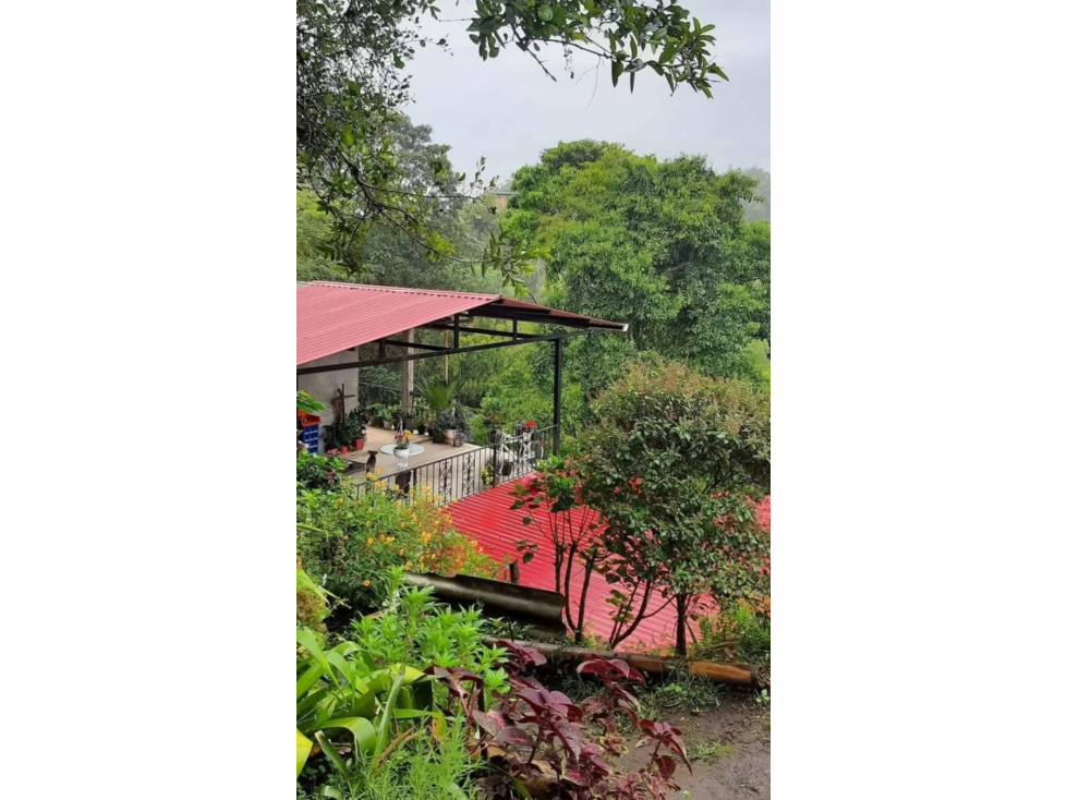 SE VENDE FINCA EN COMBIA PRODUCTORA DE CACAO, PLÁTANO, AGUACATE Y CAFÉ — foto 3