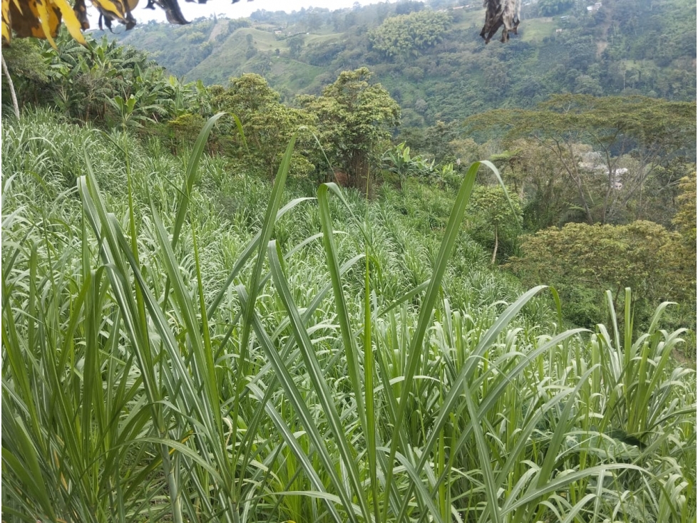 SE VENDE FINCA PARA INVERSIÓN POR MUNDO NUEVO ALTO — foto 3