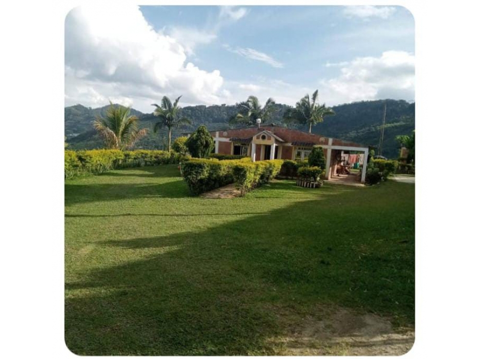 Se vende finca productiva en vía La Celia con Aguacate y lagos - 3