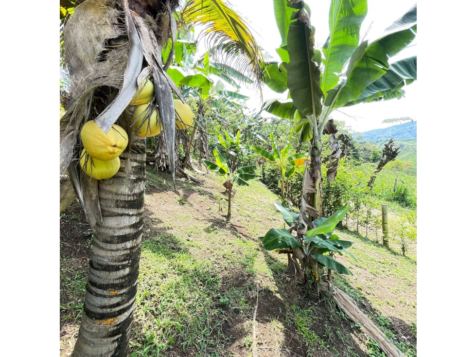 Se vende finca en Belalcázar 500m² solo efectivo - 3