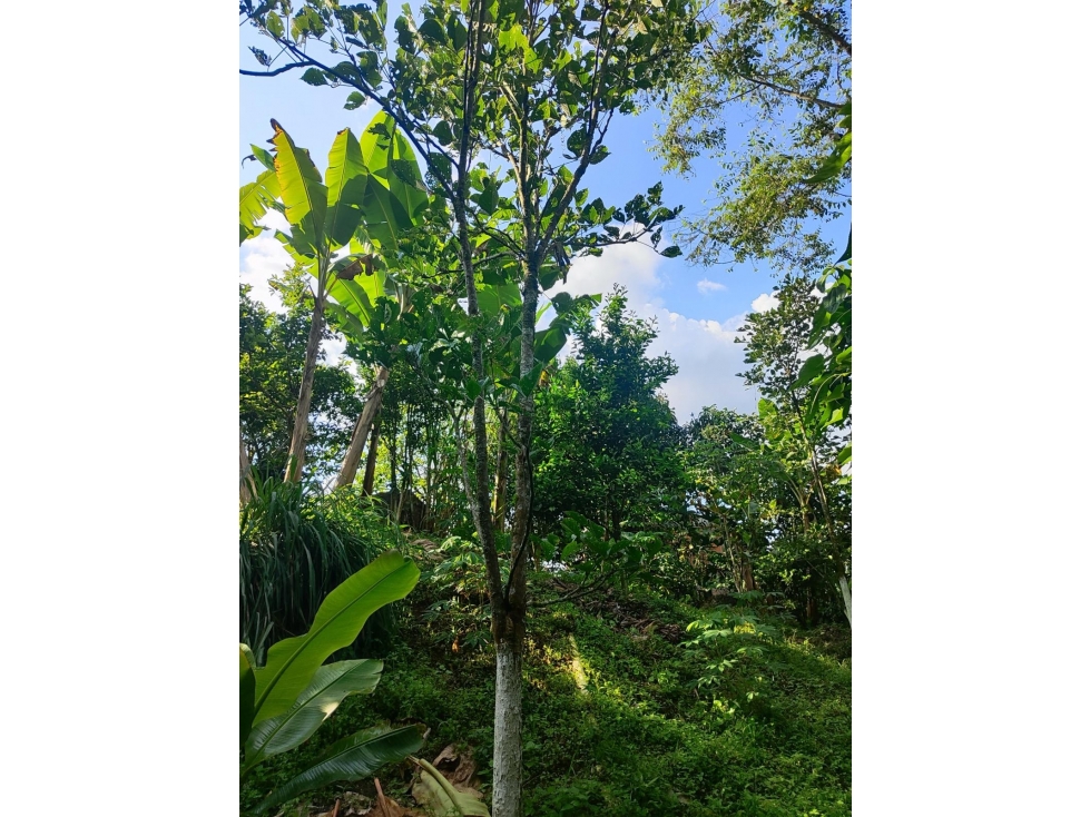 SE VENDE CASA CAMPESTRE EN LA FLORIDA CON ESCRITURA PUBLICA EN — foto 5