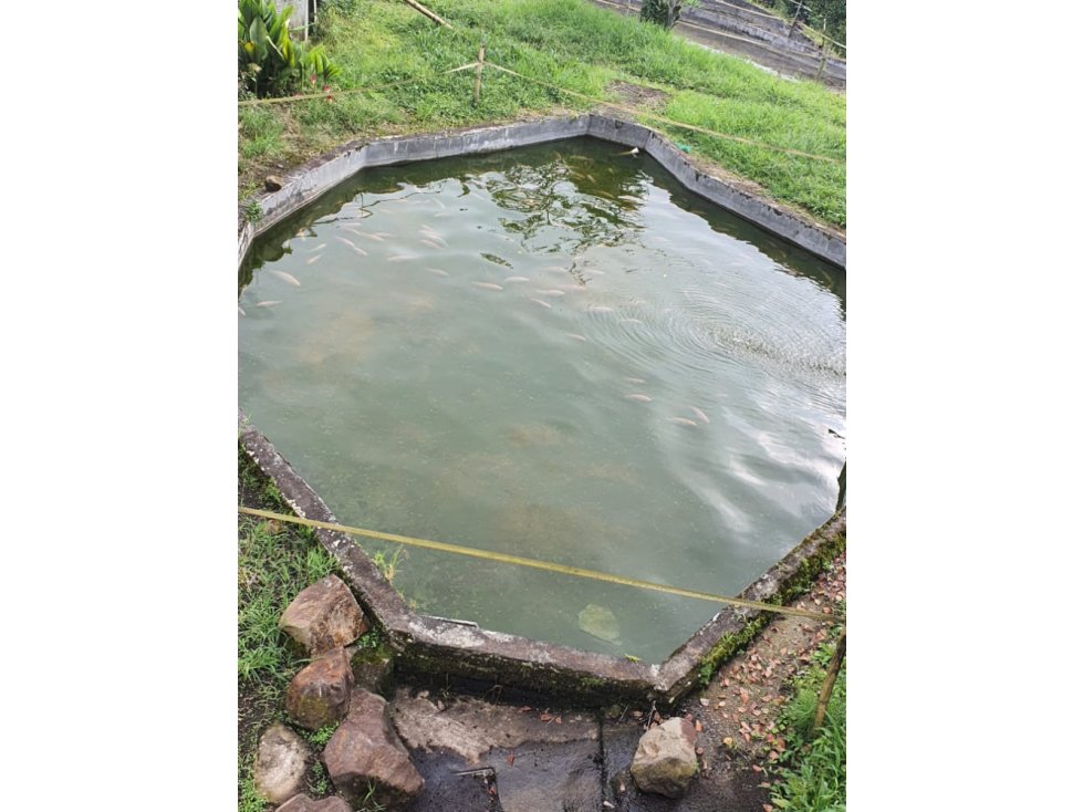 Se vende Excelente Finca de Trabajo en Combia — foto 4