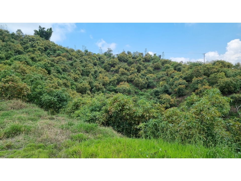Se vende Finca con 4.300 árboles de Aguacate en Anserma Caldas - 5