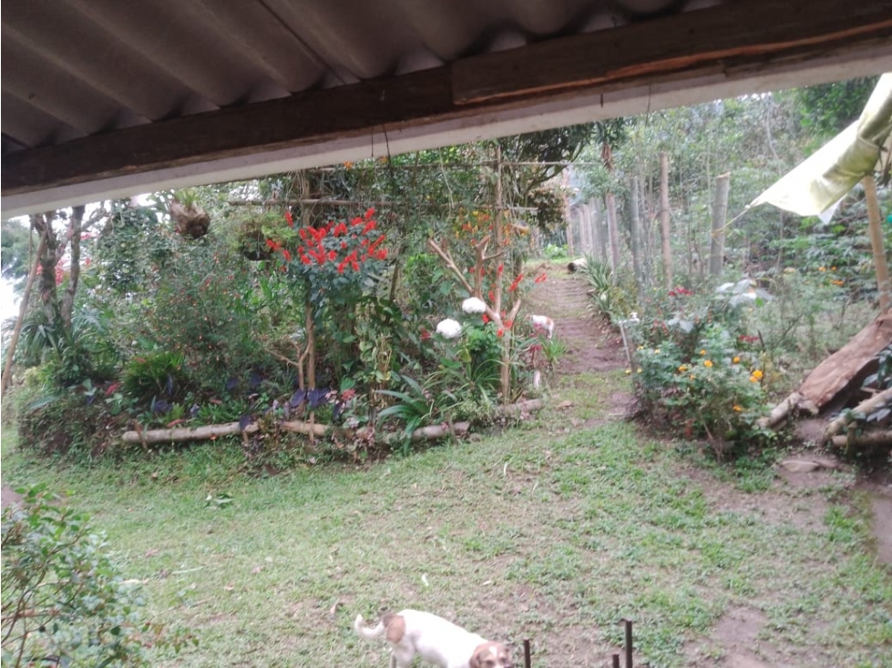 SE VENDE FINCA ENTRE SANTA ROSA Y CHINCHINA DE PLATANO Y CAFE — foto 5