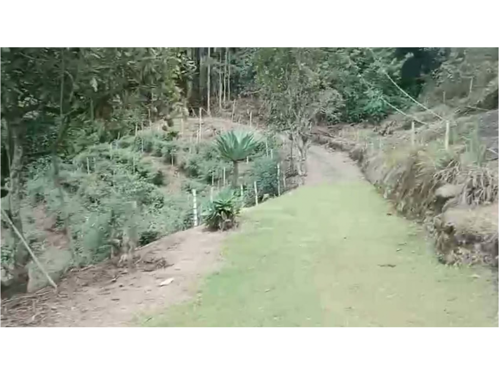 Venta de finca cafetera y arboles frutales en Guatica Risaralda - 6