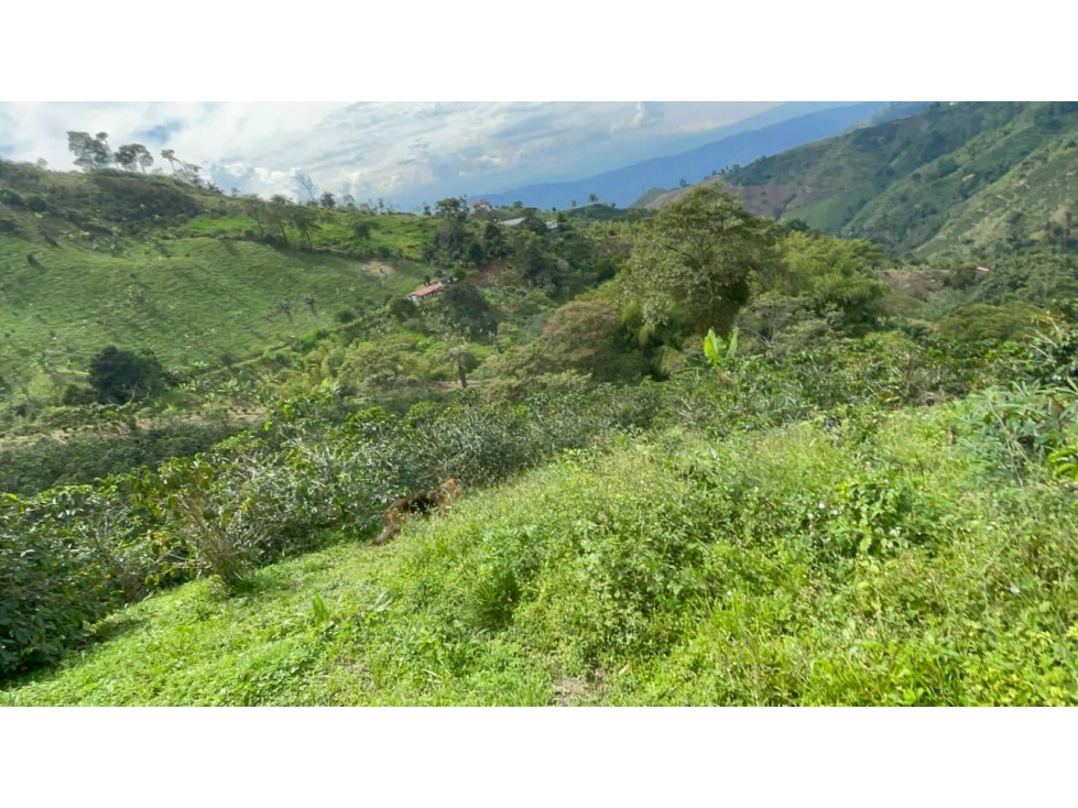 Se vende finca de 19 cuadras con casa típica en vía a Marsella - 4