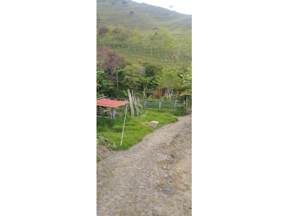 SE VENDE FINCA PRODUCTORA EN ANSERMA CALDAS 31 CUADRAS - 4