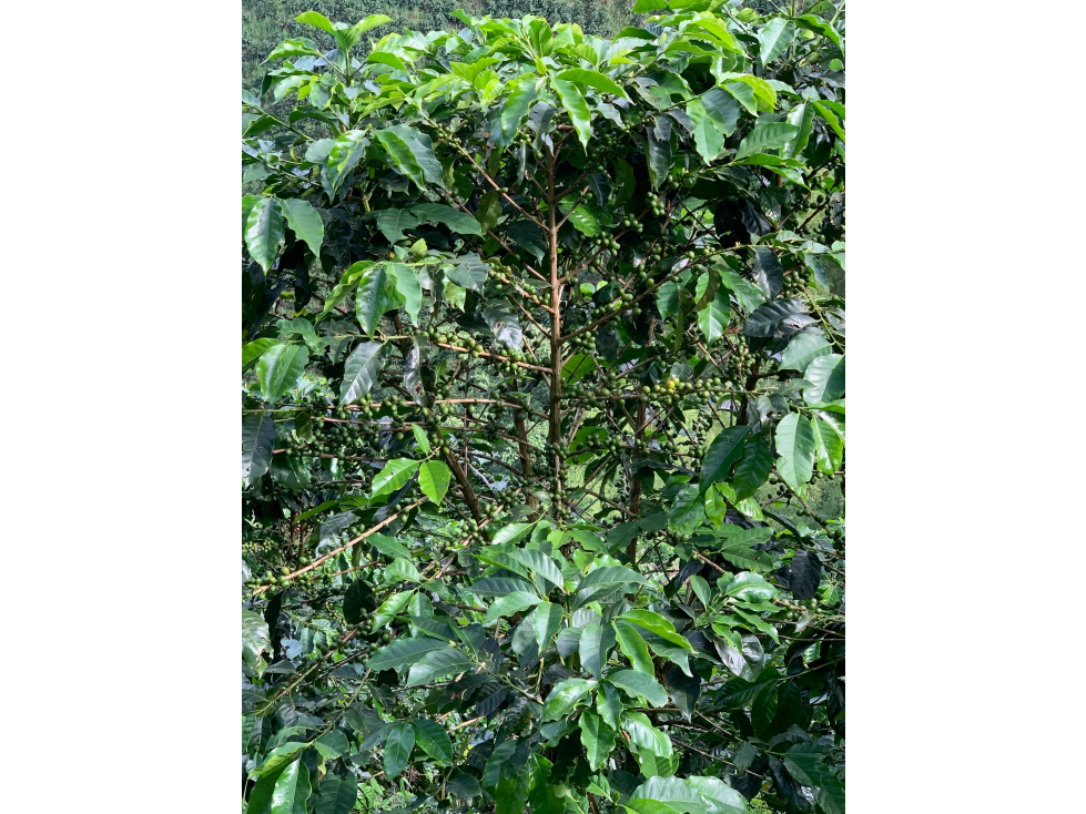 Venta de Finca Platanera y Cafetera en Balboa, Risaralda - 4