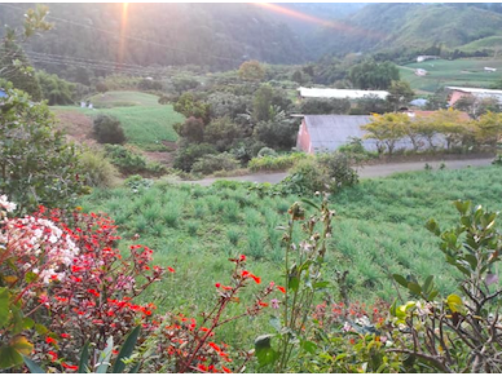 SE VENDE FINCA EN LA FLORIDA, VEREDA COLONIA CERCA A PEREIRA — foto 4