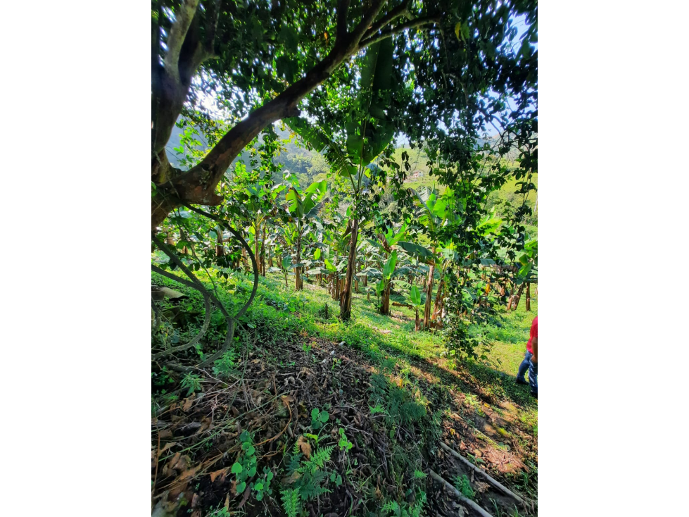 VENTA DE FINCA EN COMBIA — foto 4
