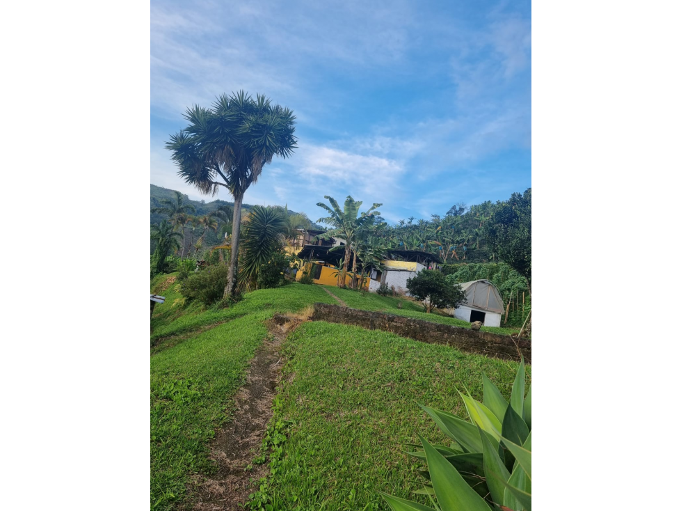 Se Vende Finca en Combia 10 cuadras con cultivo — foto 4