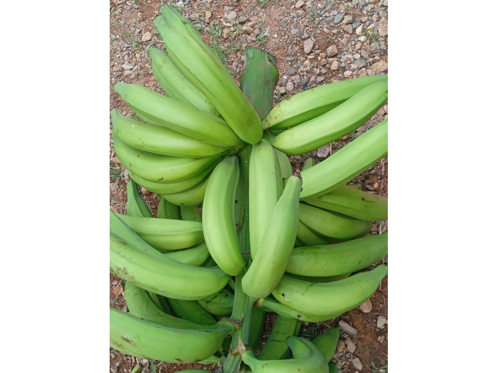Vendo hermosa finca cafetera platanera y frutales agua propia - 5