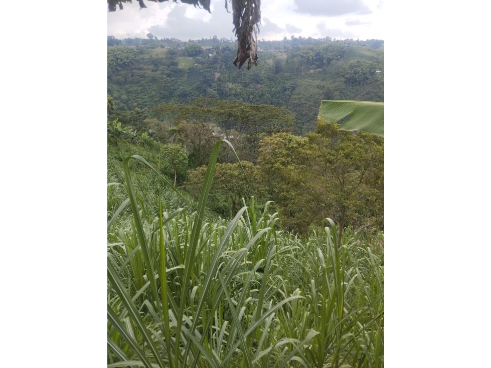 SE VENDE FINCA PARA INVERSIÓN POR MUNDO NUEVO ALTO — foto 4