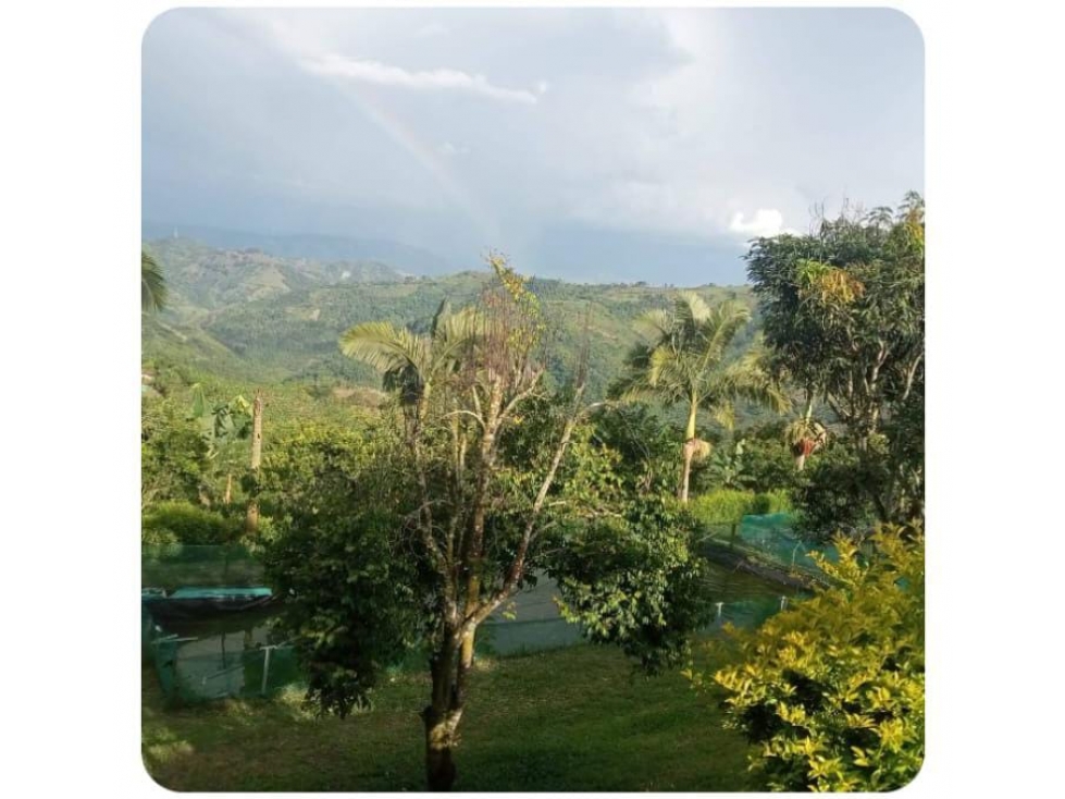 Se vende finca productiva en vía La Celia con Aguacate y lagos - 4