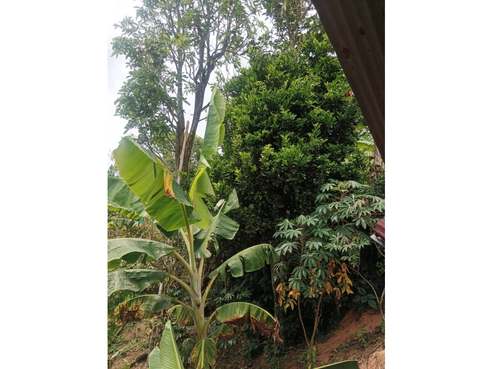 SE VENDE CASA CAMPESTRE EL VERGEL ALTO ANSERMA CALDAS - 4