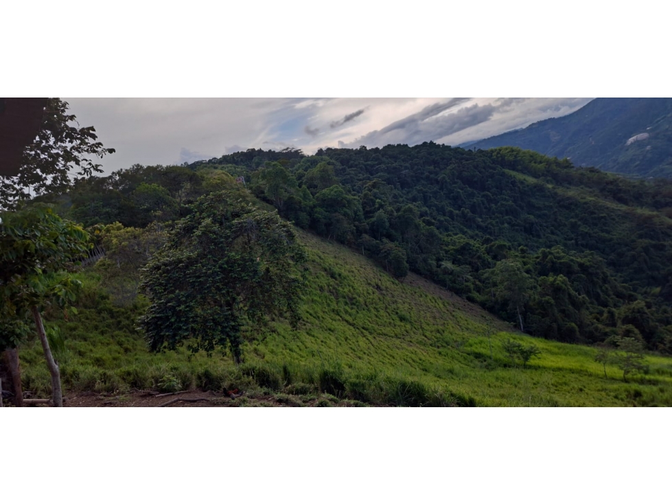 se vende finca ganadera en balboa risaralda - 4
