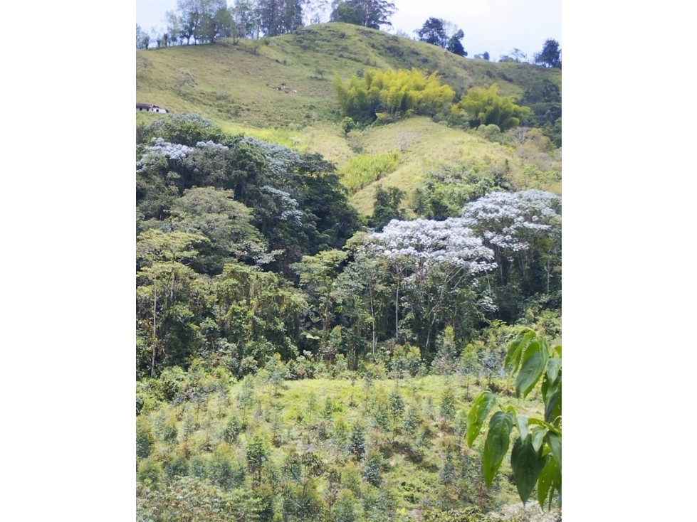 SE VENDE HERMOSA FINCA GANADERA EN LA BELLA CON PROYECTO TURISTICO — foto 3