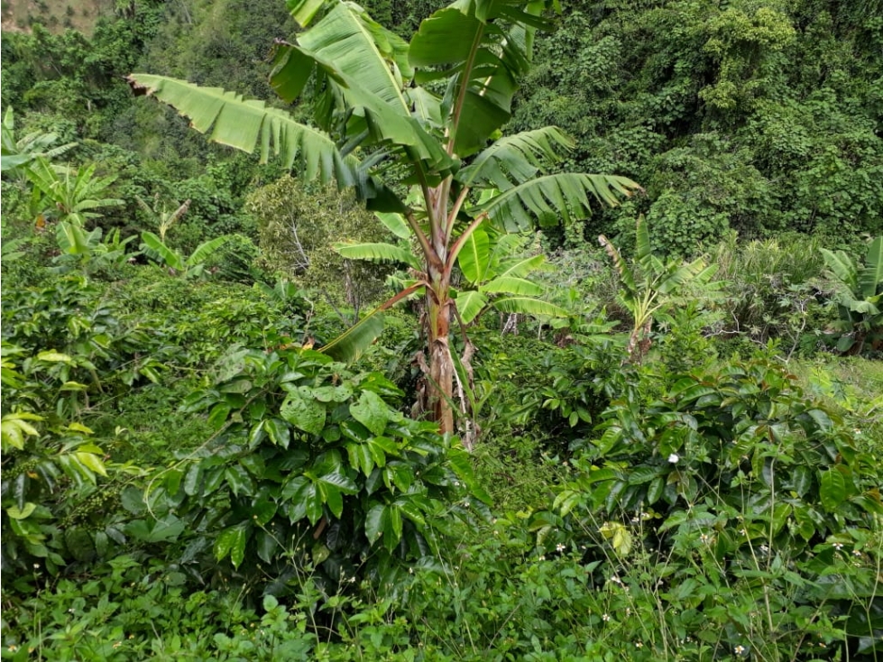 Se Vende Finca en Ansermanuevo productiva - 3