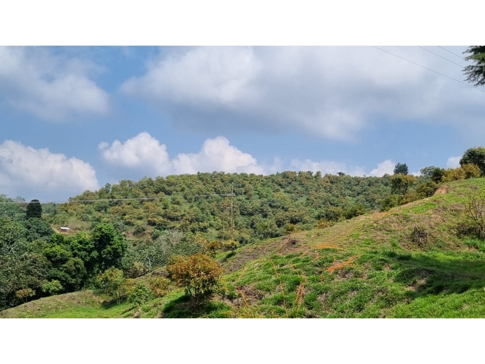 Se vende Finca con 4.300 árboles de Aguacate en Anserma Caldas - 6