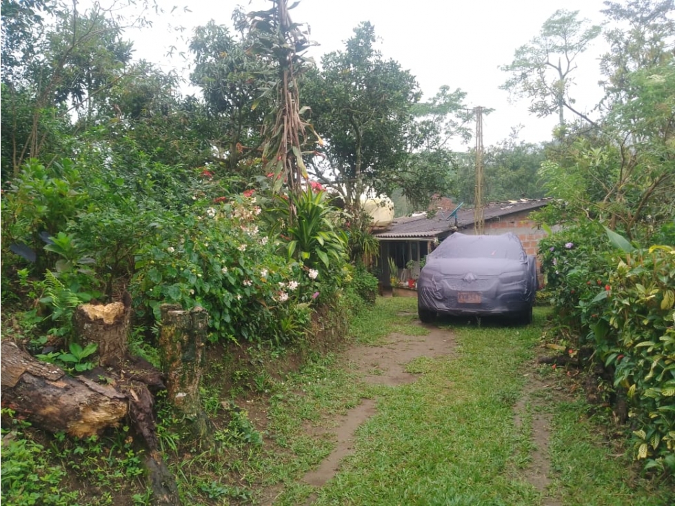 SE VENDE FINCA ENTRE SANTA ROSA Y CHINCHINA DE PLATANO Y CAFE — foto 3