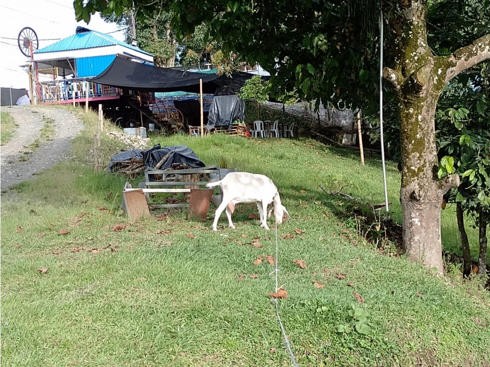 SE VENDE LOTE COMBIA DE 11.800 METROS CUADRADOS — foto 6