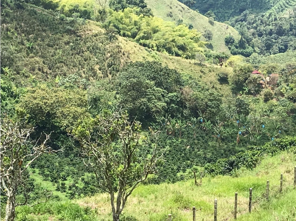 Se vende finca de 19 cuadras con casa típica en vía a Marsella - 5