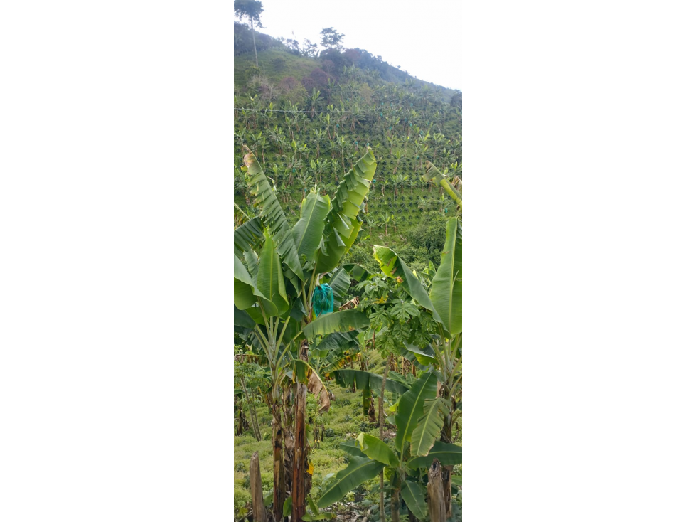 SE VENDE FINCA PRODUCTORA EN ANSERMA CALDAS 31 CUADRAS - 5