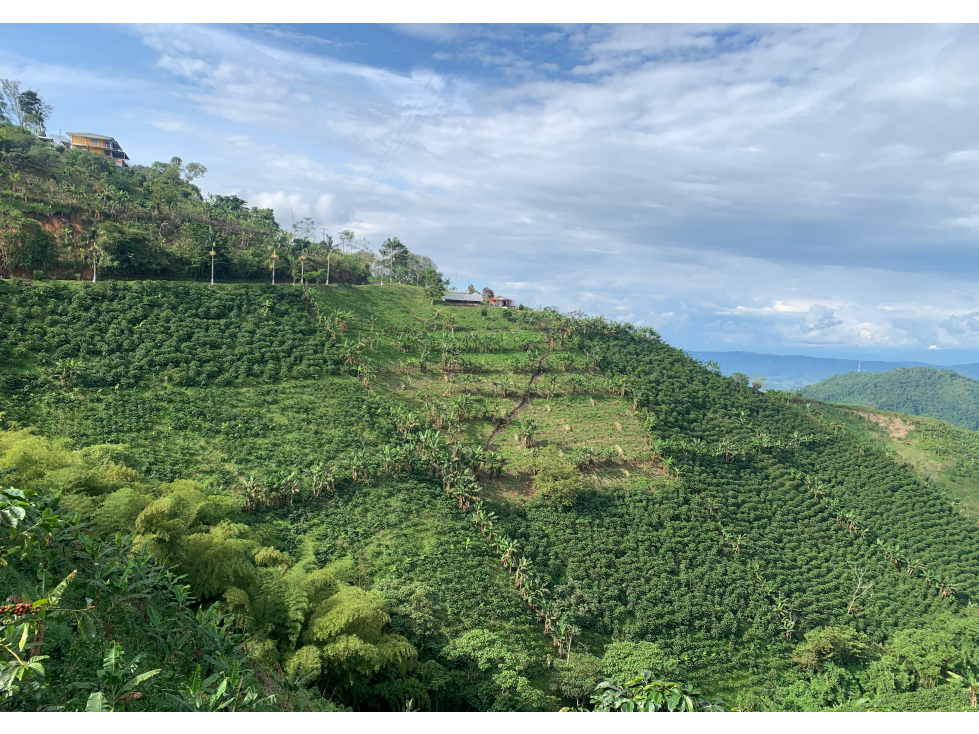 Venta de Finca Platanera y Cafetera en Balboa, Risaralda - 5