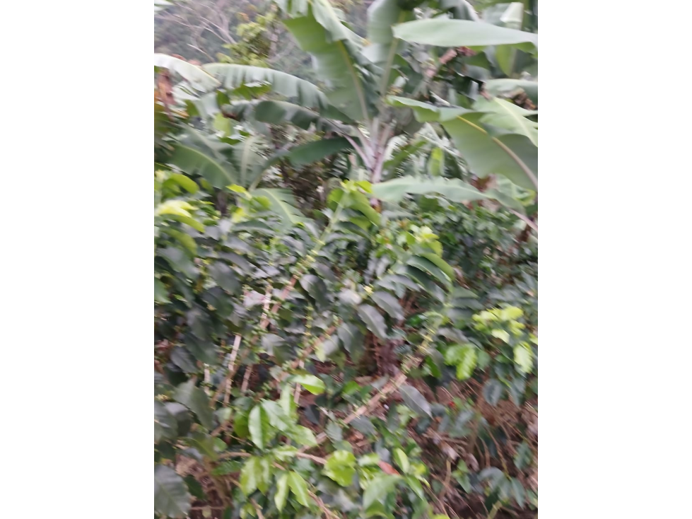 Se vende Finca Agrícola en Anserma Caldas a 20 Minutos del pueblo - 5