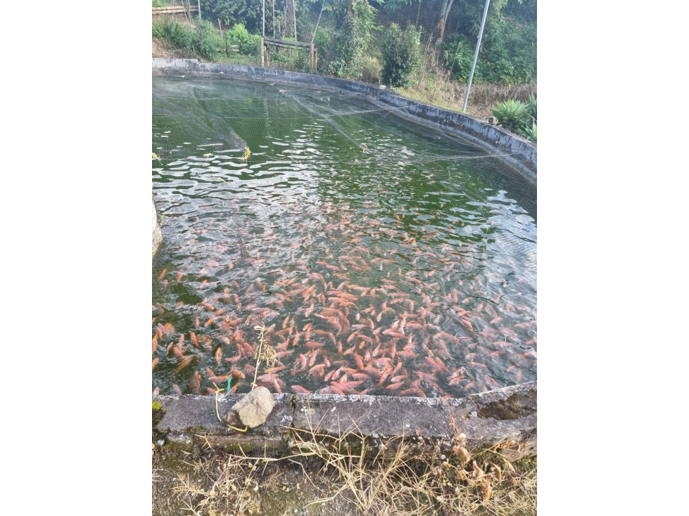 Se Vende Finca en Combia 10 cuadras con cultivo — foto 5