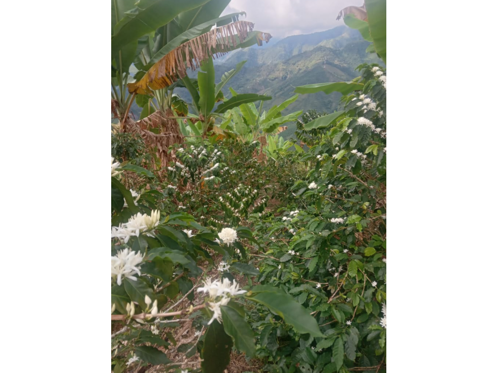 Vendo hermosa finca cafetera platanera y frutales agua propia - 6