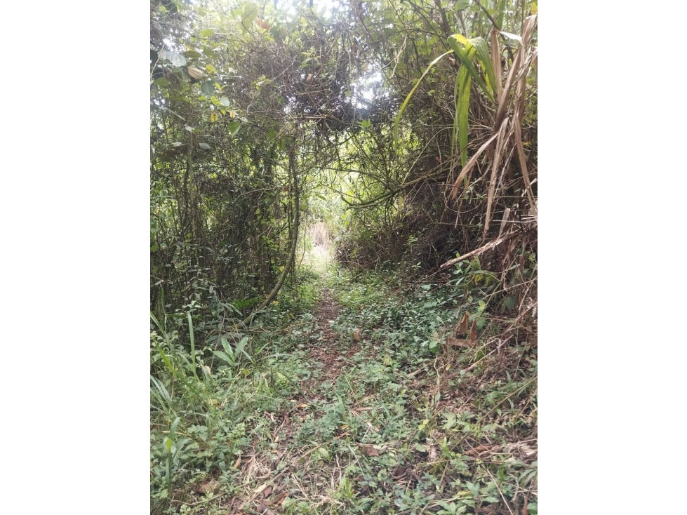 SE VENDE FINCA PARA INVERSIÓN POR MUNDO NUEVO ALTO — foto 5