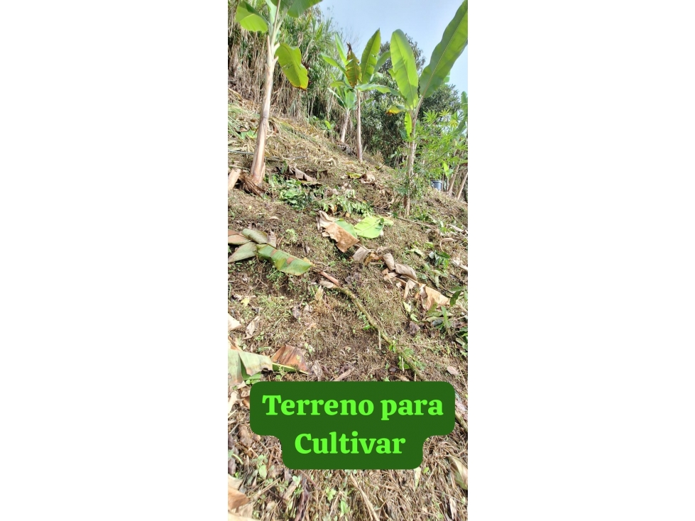SE VENDE CASA LOTE VEREDA LLANO GRANDE PEREIRA — foto 5