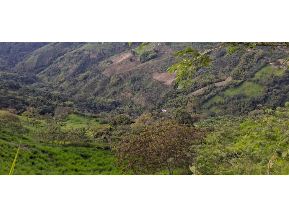 se vende finca ganadera en balboa risaralda - 5