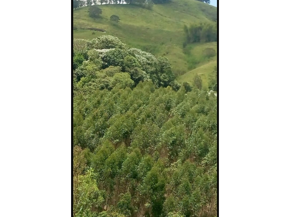 SE VENDE HERMOSA FINCA GANADERA EN LA BELLA CON PROYECTO TURISTICO — foto 4