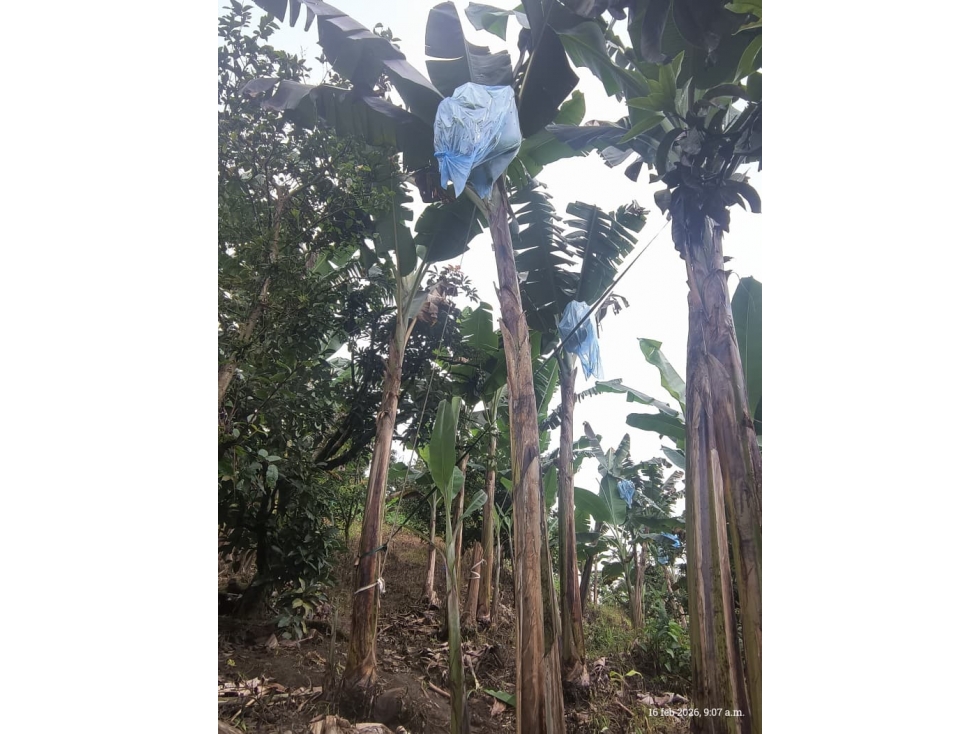 SE VENDE FINCA PRODUCTIVA EN COMBIA — foto 6