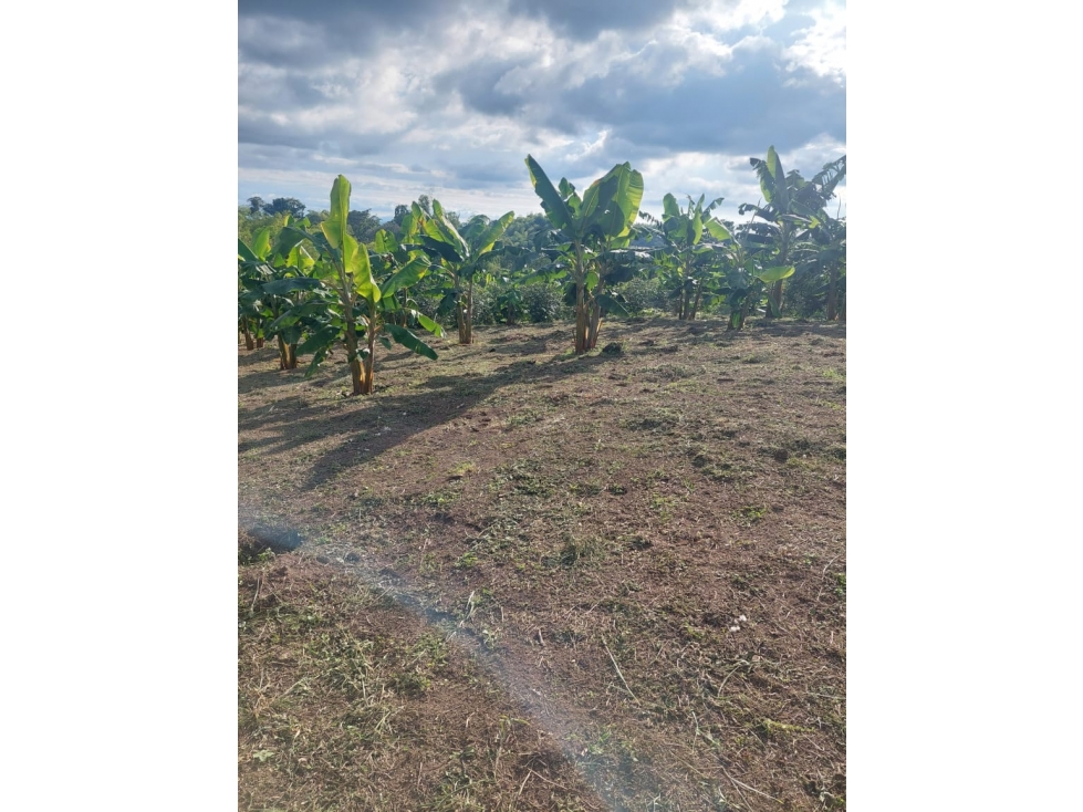 SE VENDE FINCA EN FILANDIA 12 CUADRA Y MEDIA - 5