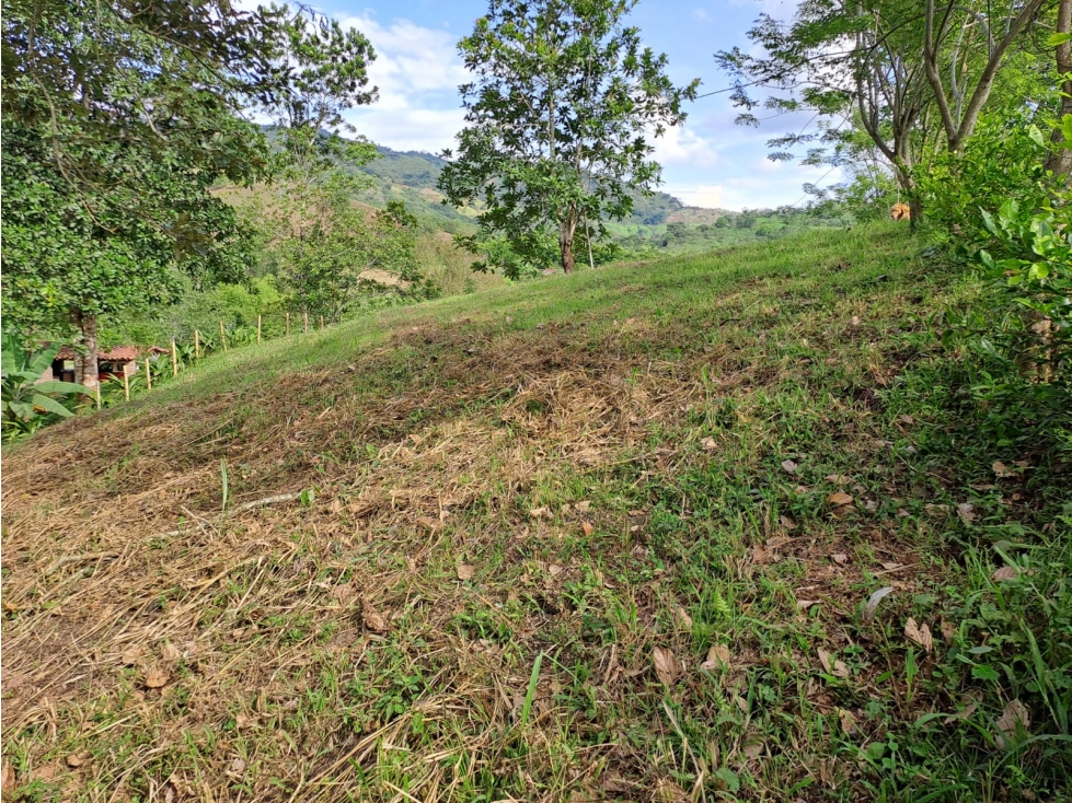 Se vende lote entre belalcazar y viterbo - 6