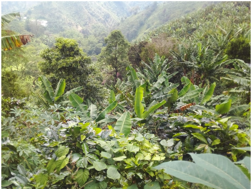 Vendo hermosa finca entre Apia y Viterbo cultivo de cafe y varios - 2