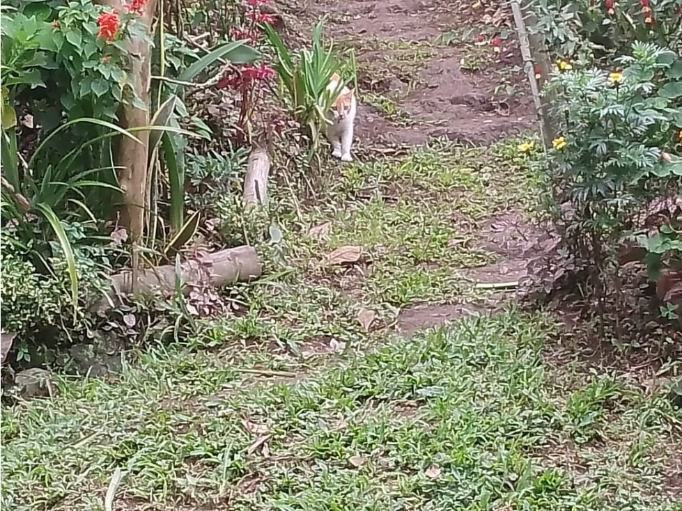 SE VENDE FINCA ENTRE SANTA ROSA Y CHINCHINA DE PLATANO Y CAFE — foto 6